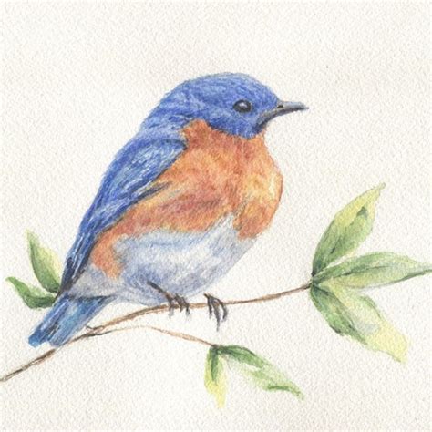 Eastern Bluebird Watercolor Print - Etsy