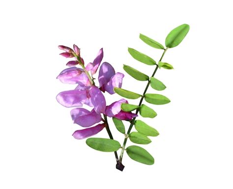 Premium Photo | Indigofera tinctoria true indigo or Indigofera is one ...