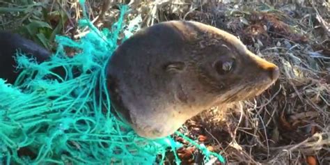 Baby Seal Tangled In Net Gets Returned To The Ocean - The Dodo