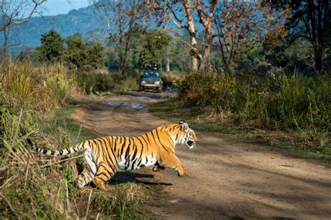 National Park vs Wildlife Sanctuary vs Tiger Reserve