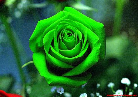 Green Rose Wallpaper - WallpaperSafari