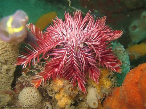 Passion Flower Feather Star | The Passion Flower Feather Sta… | Flickr