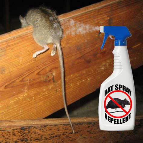 Rat Repellent - What deterrent works?