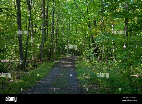 A trail through the woods Stock Photo - Alamy