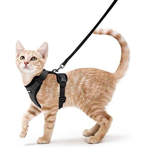 10 Best Harness For Cats For Every Budget - Glory Cycles