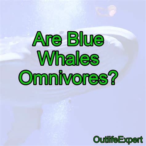 Are Blue Whales Omnivores? – Outlife Expert