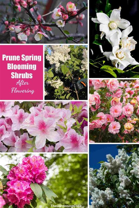 The time to prune spring blooming shrubs is right after they bloom. Find out more about pruning ...