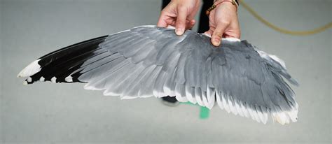 Avian secret: The key to agile bird flight is switching quickly between ...