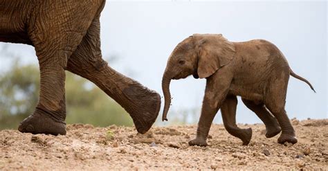 What's a Baby Elephant Called & 9 More Amazing Facts! - A-Z Animals