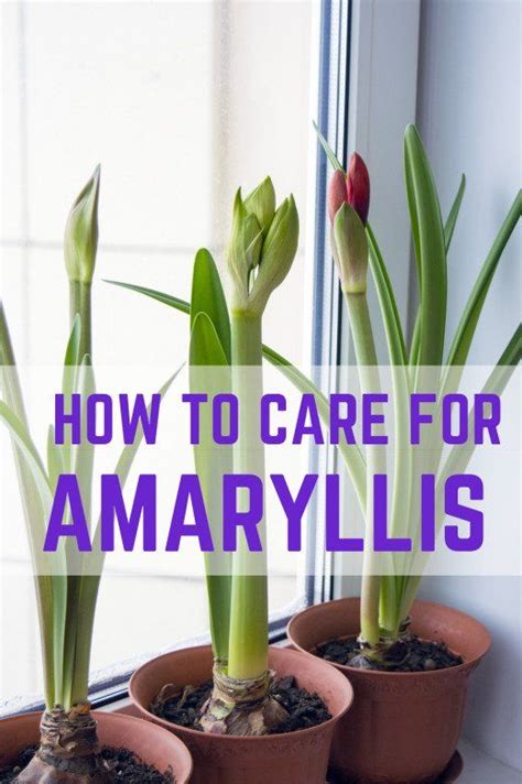 How to Care for a Potted Amaryllis So That It Blooms Again | Amaryllis plant, Amaryllis bulbs ...