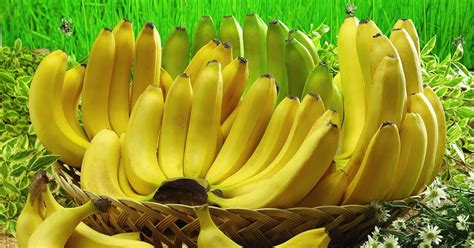 Jual Bibit Pisang Cavendish 50cm | Jual Bibit tanaman dan Buah