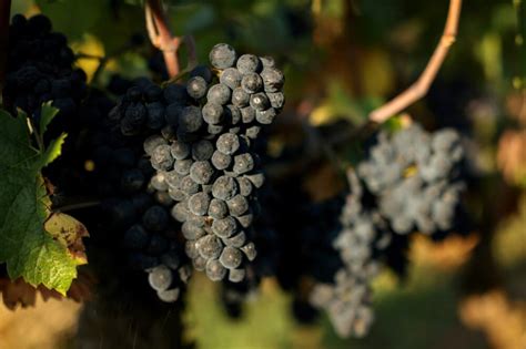 Bumper harvest calms fears of Burgundy wine bubble - Briefly.co.za