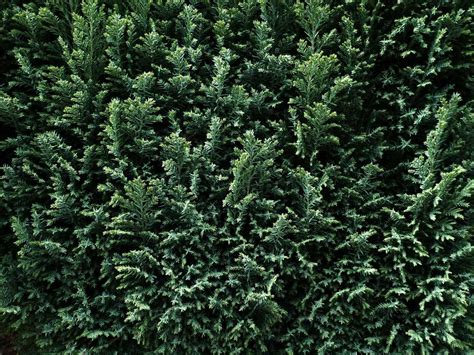 The Thuja Green Giant - What to know before you buy! [2020 guide] | Just Trees Online