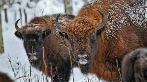 European bison in the crosshairs of conservation battle | Clamor World