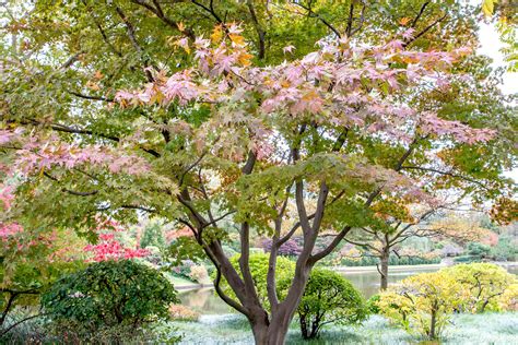 How to Grow and Care for Japanese Maple