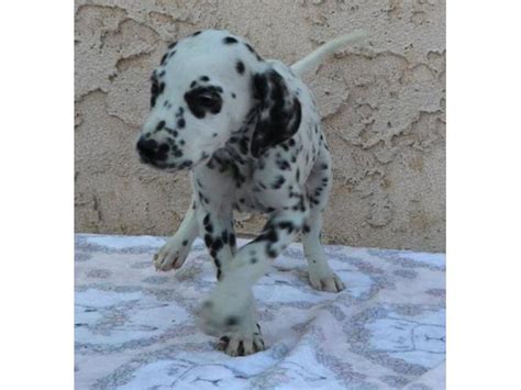 Two lovely dalmatian puppies for sale Philadelphia - Puppies for Sale ...