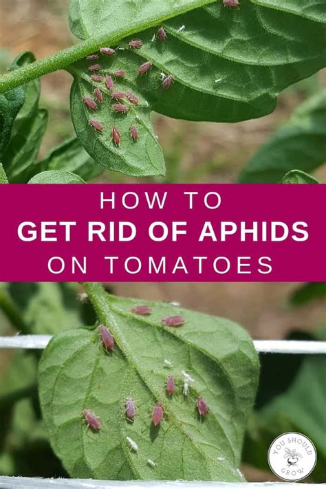 How To Get Rid Of Aphids On Tomatoes - You Should Grow