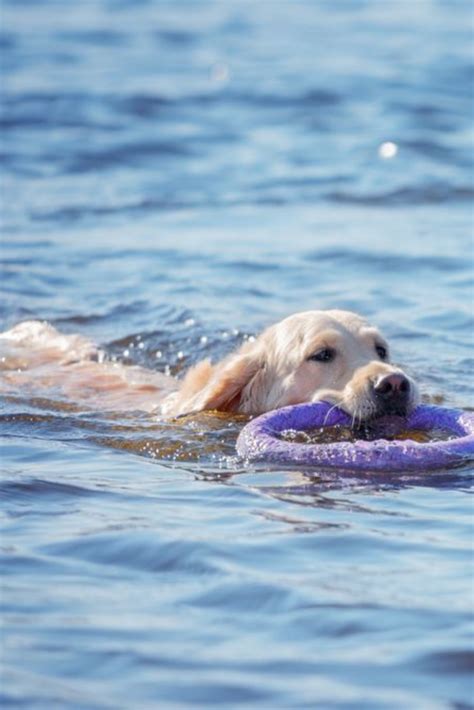 Golden retriever swimming #goldenretriever | Golden retriever