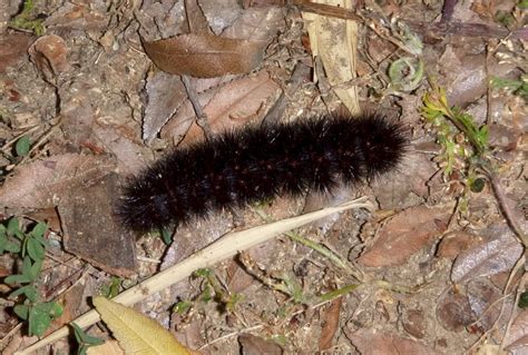 species identification - Large black caterpillar, cocoon, moth - Los ...