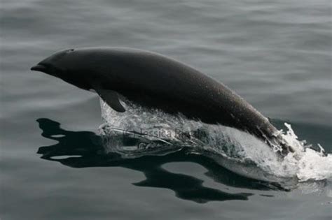 Northern Right Whale Dolphin Information and Picture | Sea Animals