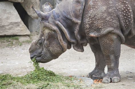 Indian Rhinoceros Eating Grass | ClipPix ETC: Educational Photos for ...