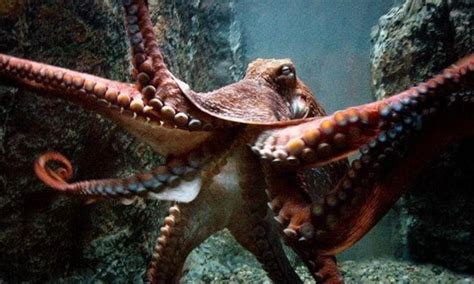 Giant Octopus Attack Human