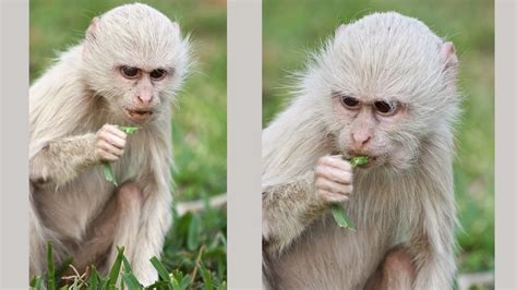 The Unique Appearance and Vulnerability of Albino Monkeys – Nature Blog Network