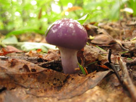 Purple Mushroom ID? : r/mushroom_hunting