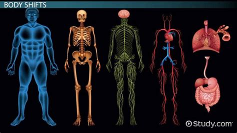 Examples Of Body Systems Working Together To Maintain Homeostasis - Anatomy Body System