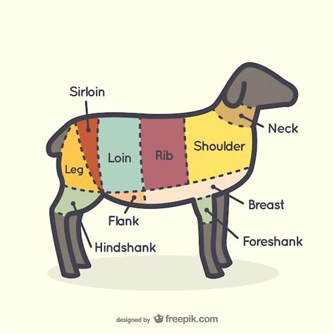 Free Vector | Lamb cuts chart