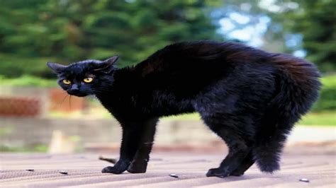 Average Length Of Cat Tail: Feline Charm