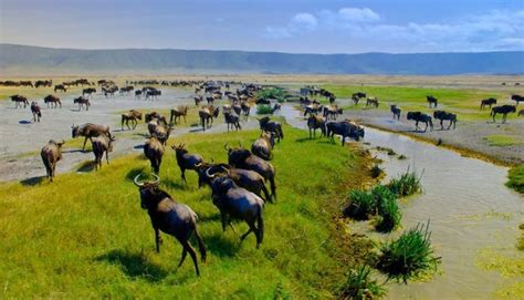 Top 6 Things to do in Ngorongoro Conservation Area | Tanzania Safaris