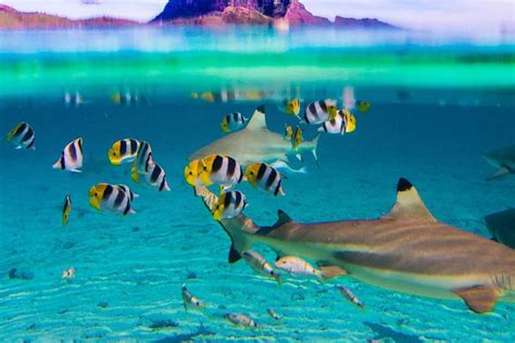 5 of the Best Bora Bora Snorkeling Tours