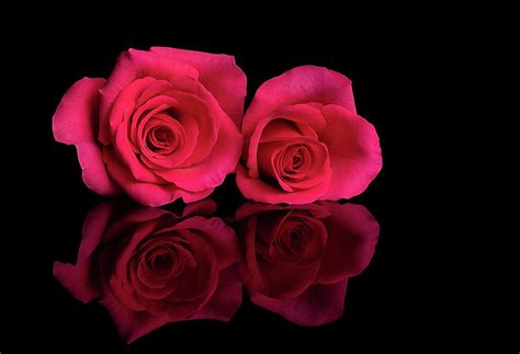 Pink Roses I on Black Photograph by Ricki Sharpe - Fine Art America