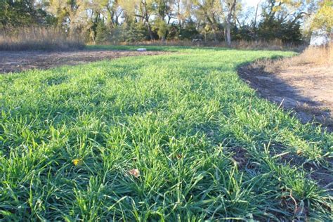 Winter Rye Seed Garden Cover Crop/food Plot Deer/wildlife Non - Etsy