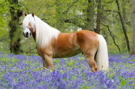 Haflinger Horse Breed Guide: Characteristics, Health & Nutrition | Mad Barn