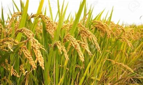 Cultivation of MTU 1001 variety of paddy banned