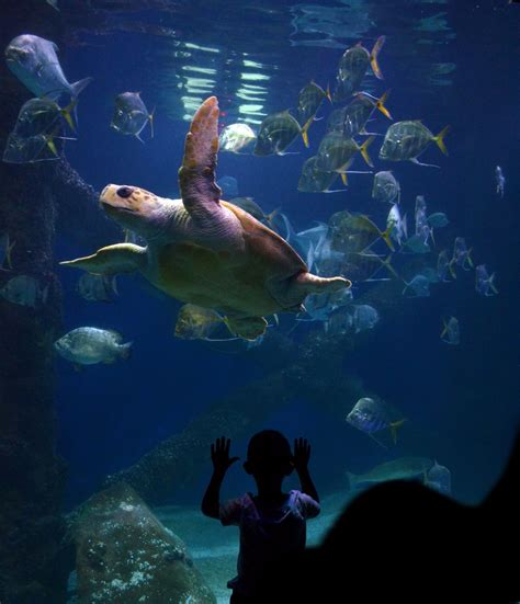 Zoos & Aquariums: More than Meets the Eye | That Pet Blog