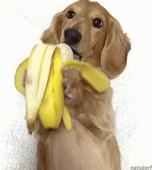 Dog Banana GIF - Dog Banana Eating - Discover & Share GIFs