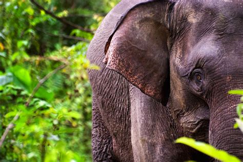 The Best of My Borneo Wildlife Photography: Pygmy Elephants, Orangutans ...