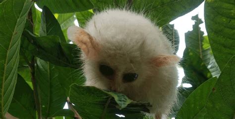 Tarsier Baby