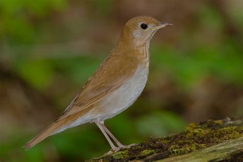 Meet the Thrush Bird Family of Songbirds - Birds and Blooms