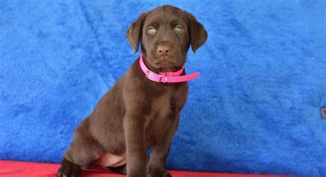 Chocolate Labrador Retriever.Meet Lilly a Puppy for Adoption.