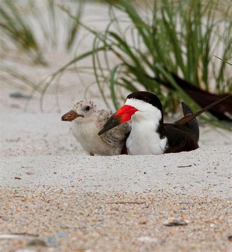 Black Skimmer nesting site on Wrightsville Beach N.C. | Best Life ...