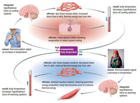 Thermoregulation