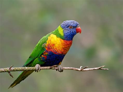 What Do Rainbow Lorikeets Eat? (Complete Guide) | Birdfact