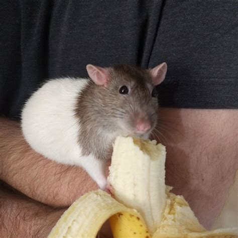 Can rats eat bananas? - PetSchoolClassroom