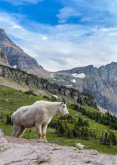 Wildlife of Glacier National Park: 6 Iconic Species