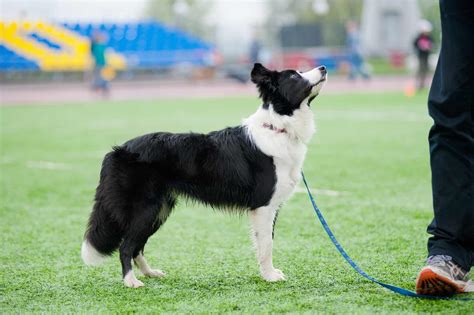 Border Collie's Weight and Growth Chart (Complete Guide) - BorderCollieHealth