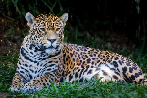 Jaguar Resting Relaxing On The Jungle Pantanal Wetlands Brazil Stock Photo - Download Image Now ...